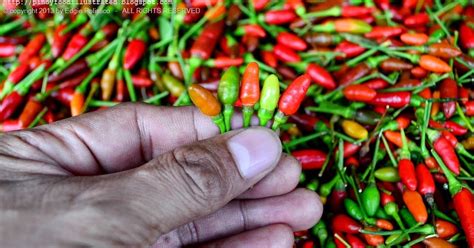 Tips For Living A Stress Free Life Kutitot/Native Hot Sili.